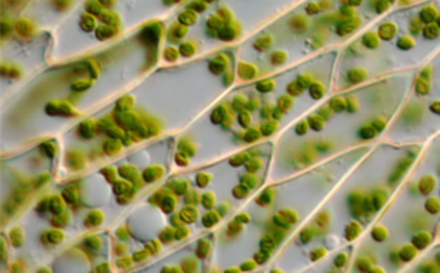 Investigaci&oacute;n en biolog&iacute;a celular y del desarrollo