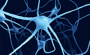 Nerve cells