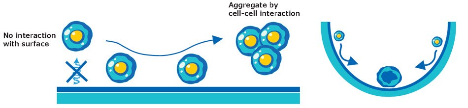 Schematic of spheroid formation in Millicell<sup>®</sup> ULA plates. Cartoon schematic of spheroid formation in Millicell<sup>®</sup> ULA plates