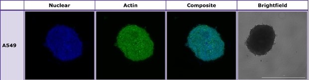 ULA Plates Optical Clarity Brightfield imaging and confocal microscopy of A549 spheroids formed and imaged in Millicell® ULA plates