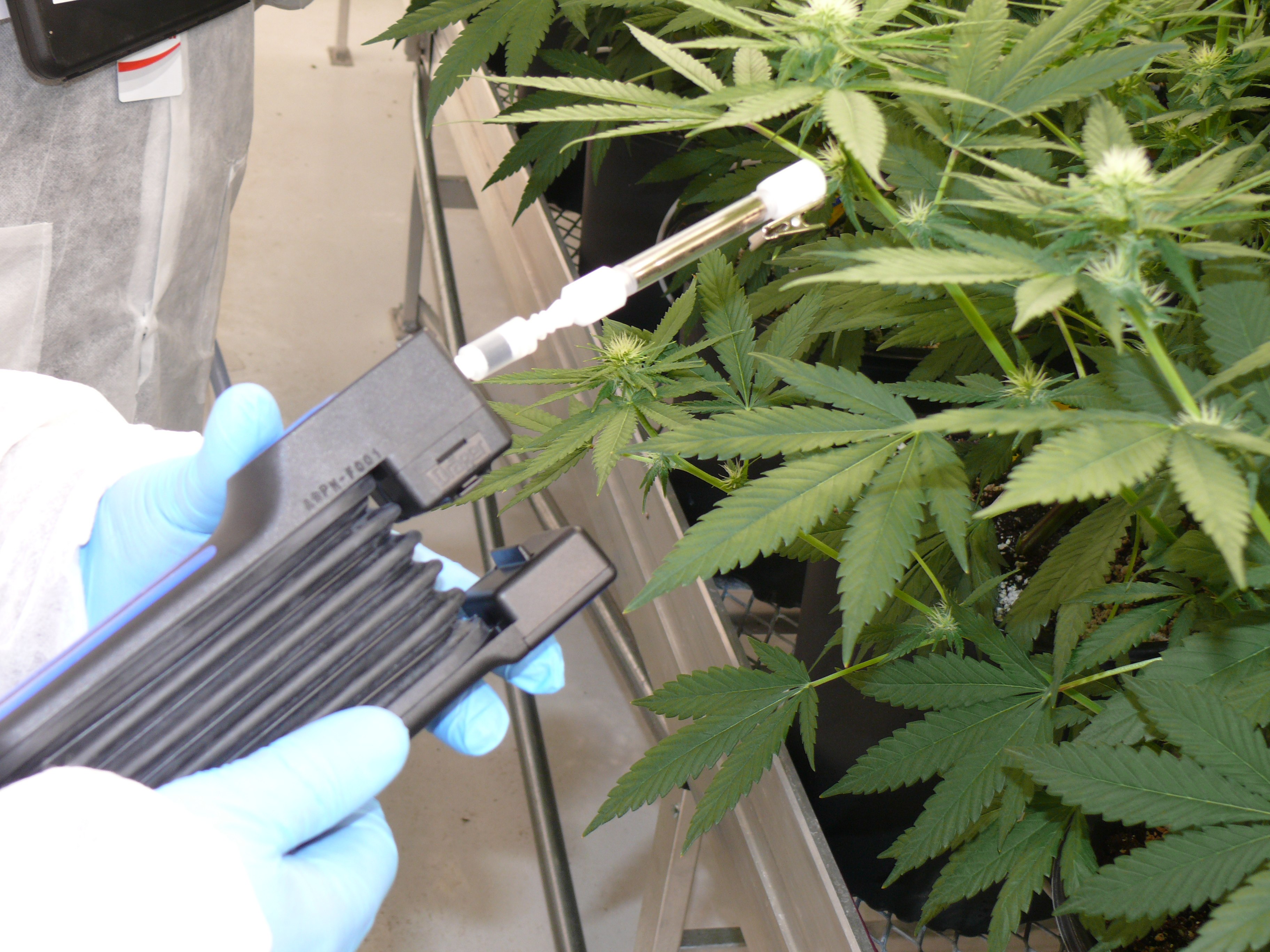 Using Carbotrap® T420 TD Tube as a Terpene Profiling Tool A technician meticulously measures the terpene profile of flowering cannabis plants indoors using glass Carbotrap® T420 TD tubes and a detector tube pump, ensuring precise data collection for greenhouse operations.