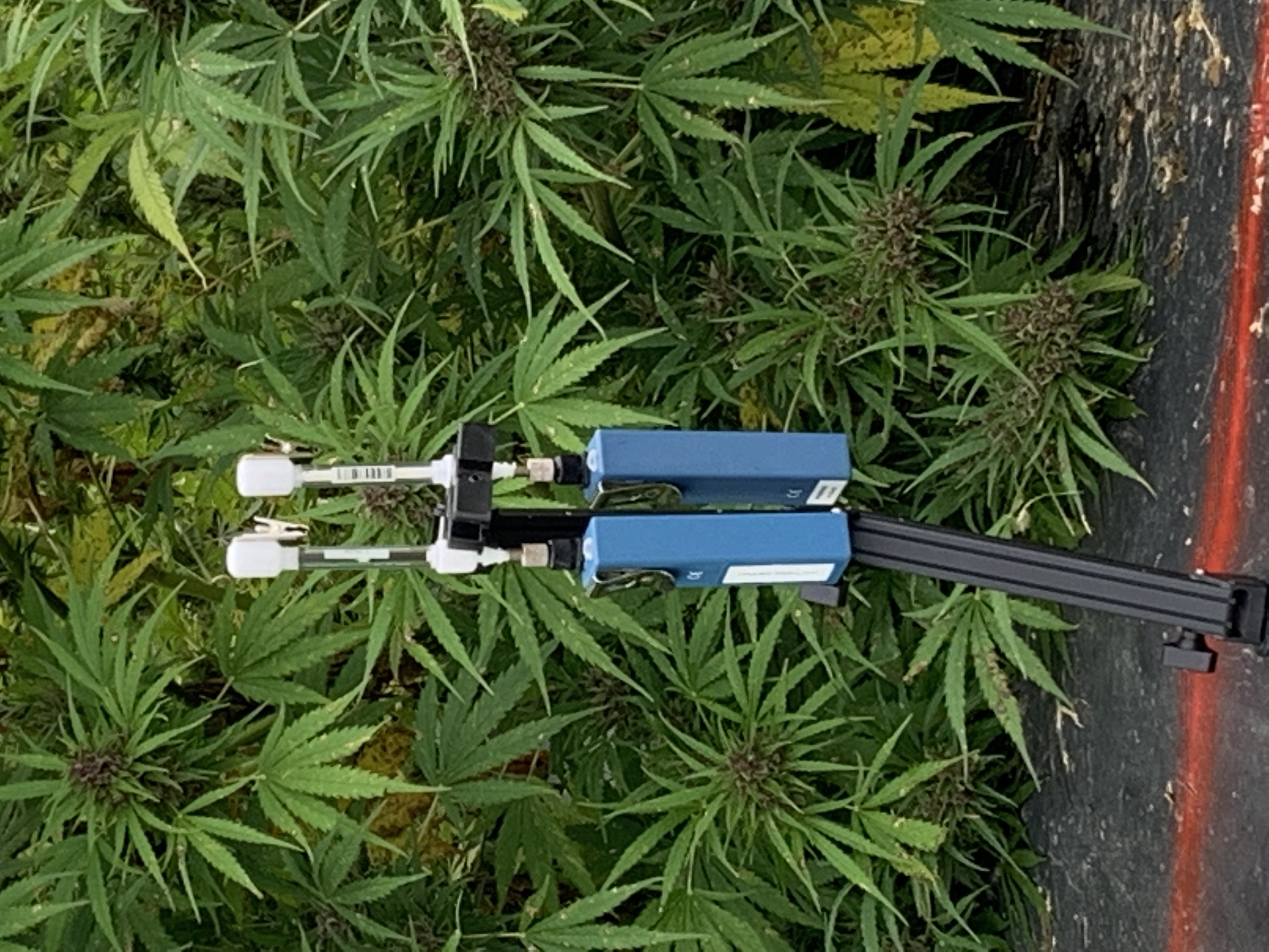 Plant Identification with the Carbotrap® T420 TD Tube (2L) Outdoor setup of Carbotrap® T420 TD tubes and Spectrex PAS-500 Personal Air Sampling pumps amidst a hemp plantation, capturing terpenes for analysis.