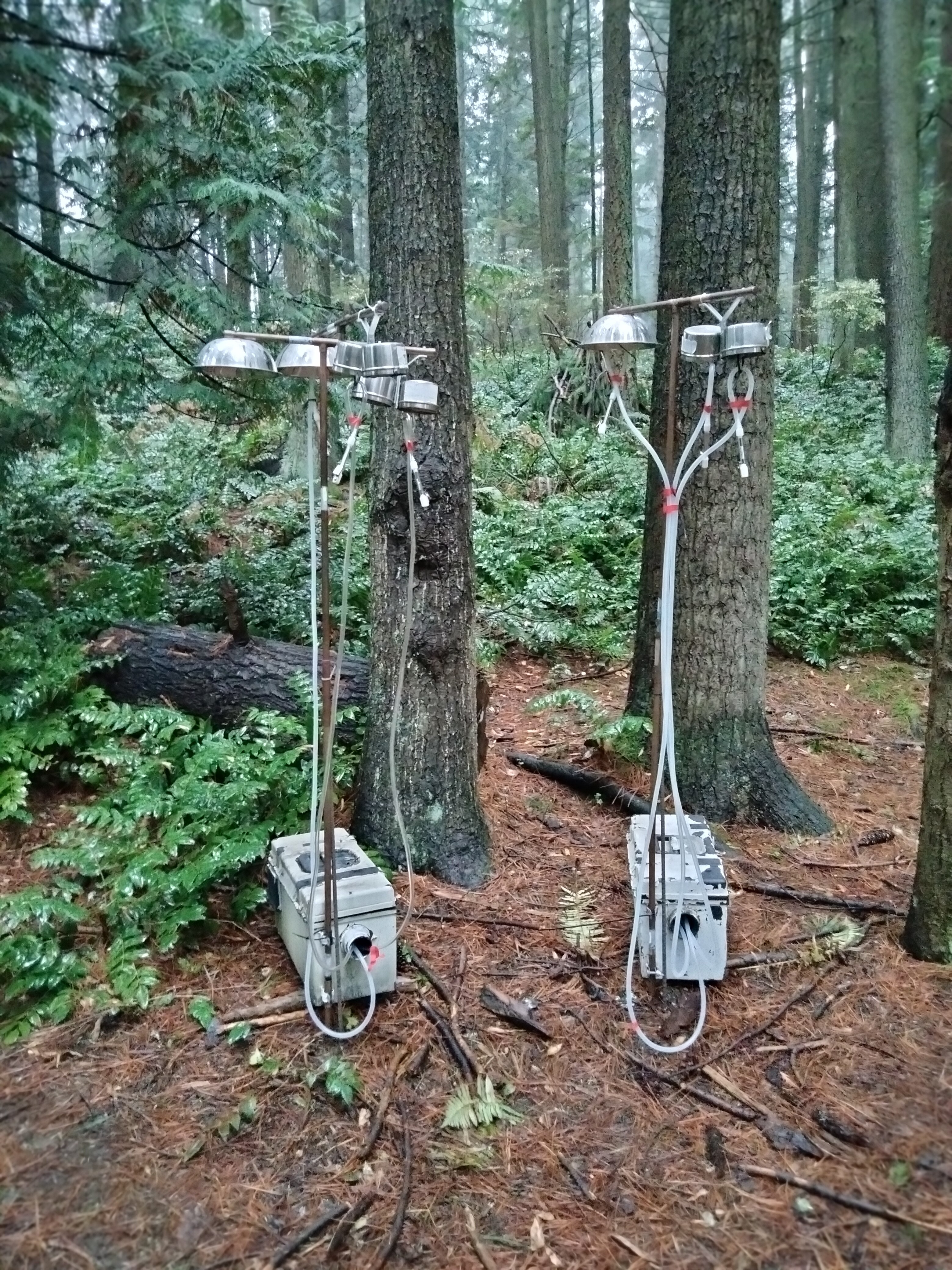 Sampling Terpenes in a Pine Forest with the Carbotrap® T420 TD Tube (25L Air Sample) Air Sampling in Pine Forest: Two Carbotrap® T420 TD Tubes mounted on tripods amidst a dense pine forest, designed for collecting 25L air samples to analyze terpene levels. The forest floor is blanketed with brown pine needles, and the overcast sky suggests a moist environment, ideal for terpene sampling.