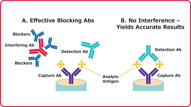 Recombinant Mouse IgG Antibody Blocke Blocking antibodies neutralize the interfering antibodies present in serum samples resulting in accurate binding of the analyte of interest by the capture and detection antibodies.