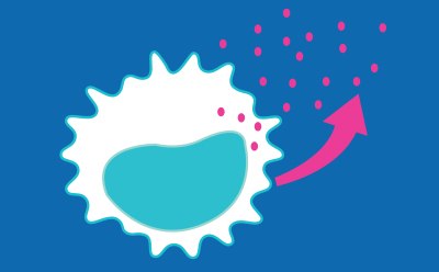 Activation of monocytes and release of cytokines