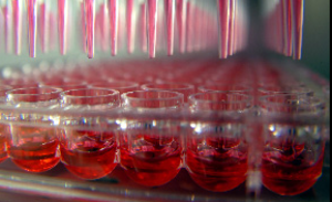 La imagen muestra un primer plano de una placa multipocillos que se está llenando con un líquido rojo mediante un sistema de pipeteo automatizado. Las pipetas están alineadas y dispensan el líquido en los pocillos al unísono, con un fondo borroso que enfatiza la precisión del proceso. Esta escena es típica en entornos de laboratorio donde se procesan a la vez múltiples muestras para experimentos o análisis.