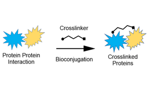 Diagrama general de bioconjugación que ilustra la formación de un bioconjugado