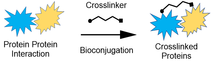 Bioconjugation scheme Diagrama general de bioconjugación que ilustra la formación de un bioconjugado