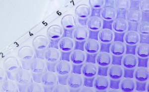 Una microplaca de pl&aacute;stico transparente de 96 pocillos utilizada para experimentos de laboratorio, con numeraci&oacute;n visible de 2 a 7 en el lateral.
