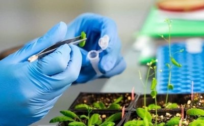 Natural Products for Research and Discovery, High-Quality Compounds from Sigma-Aldrich Investigador que toma muestras de productos naturales en un tubo de ensayo para el análisis fitoquímico y la investigación de descubrimiento de fármacos. Los productos naturales abarcan extractos de plantas, metabolitos secundarios y otros compuestos que tienen posibles beneficios terapéuticos.
