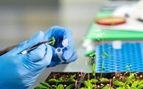 Mano de una persona con un guante azul, sosteniendo una pipeta y trabajando con plantas peque&ntilde;as. La pipeta est&aacute; dispensando un l&iacute;quido en una de las peque&ntilde;as plantas verdes. M&uacute;ltiples plantas verdes peque&ntilde;as dispuestas en filas en un entorno de laboratorio.