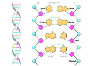 Ilustraci&oacute;n de una mol&eacute;cula de ADN con su estructura de doble h&eacute;lice a la izquierda y una vista expandida de los pares de nucle&oacute;tidos conectados por enlaces de hidr&oacute;geno a la derecha, etiquetados con sus respectivos nombres: adenina, timina, citosina, guanina, junto con los grupos de az&uacute;car y fosfato que forman el esqueleto.