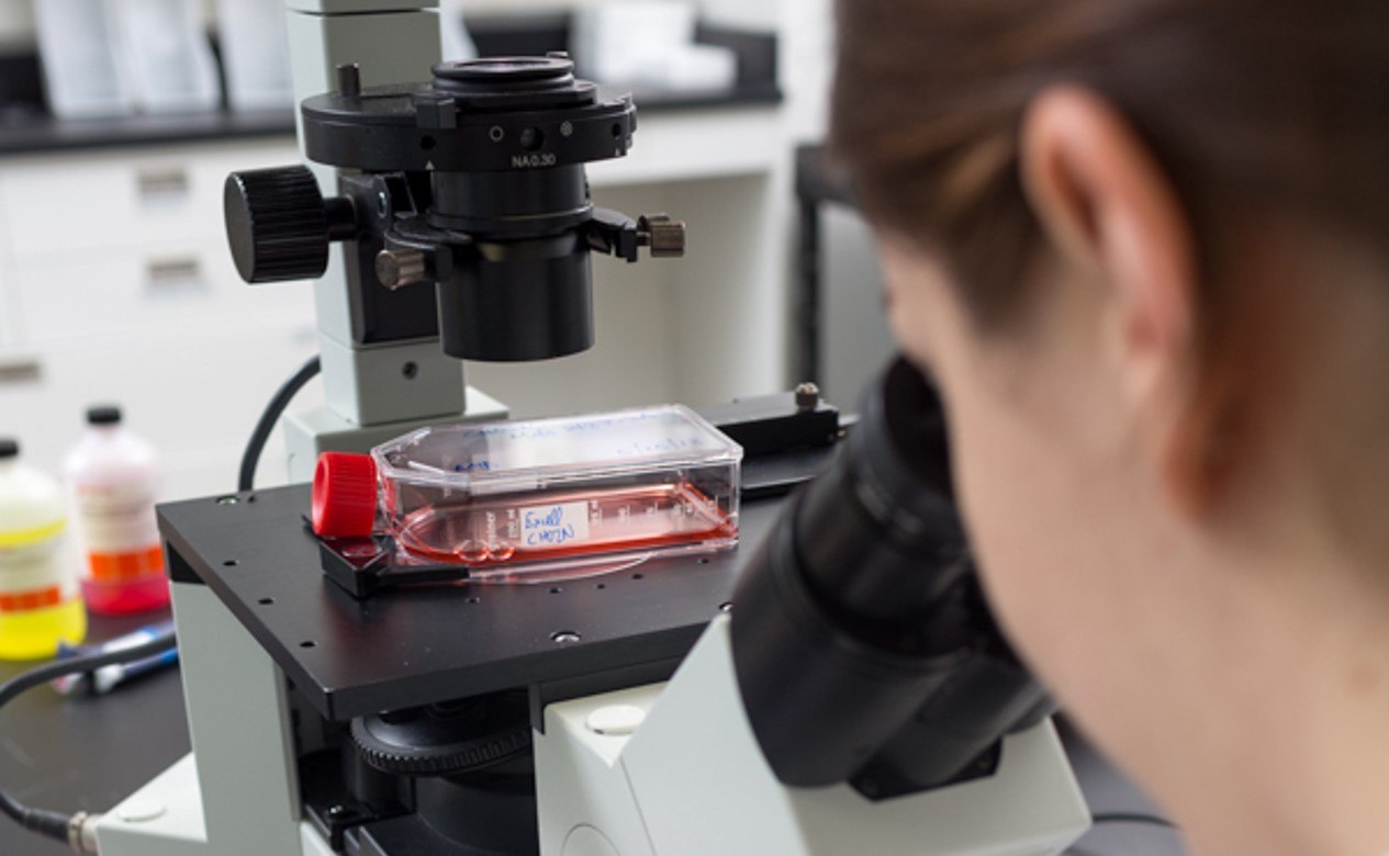 Bioprocessing Cell Line Persona que mira en un microscopio examinando una muestra en un recipiente transparente con tapón rojo a través de un microscopio negro moderno. Al fondo, los armarios blancos y las botellas con líquidos de varios colores sugieren una variedad de productos químicos o reactivos.