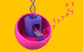 3D illustration of a pink cell with a purple nucleus, DNA helix above, and pink Y-shaped antibodies emerging, set against a yellow background.
