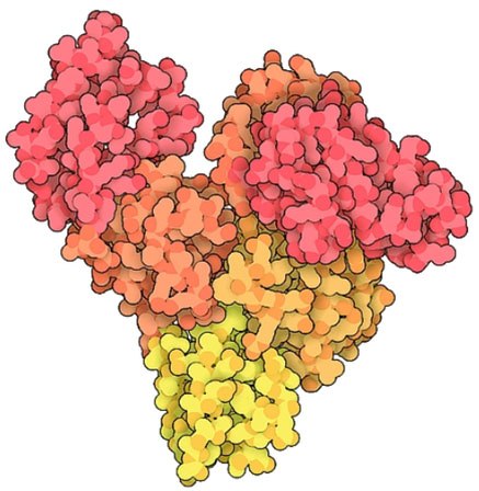 Molecular structure of bovine serum albumin En la imagen se observa una estructura molecular parecida a un racimo de uvas con moléculas individuales coloreadas en tonos de rojo, naranja y amarillo.