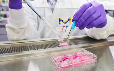 Cell culture with Millicell® hanging inserts A laboratory setting where a researcher, wearing a white lab coat and purple gloves, is using a pipette to transfer a pink substance into one of several wells in a clear, multi-well cell culture insert tray. The tray is likely filled with Millicell® hanging inserts, which are being used for cell monolayer studies. The background features blurred images of other laboratory equipment and supplies, indicating a clean and professional laboratory environment.