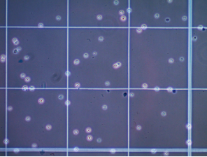 Hemocytometer manual cell counting device Microscopy image of the Cell Comb scratch assay for cell migration