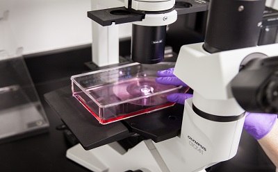 Cell Culture Workflow La imagen muestra un primer plano de un microscopio con una placa de Petri que contiene una sustancia rosa debajo de la lente, lo que sugiere que éste es un entorno de investigación científica o médica. El microscopio está sobre una encimera negra.