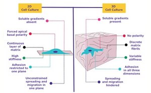 Comparación del comportamiento de las células cultivadas en 2D frente a 3D