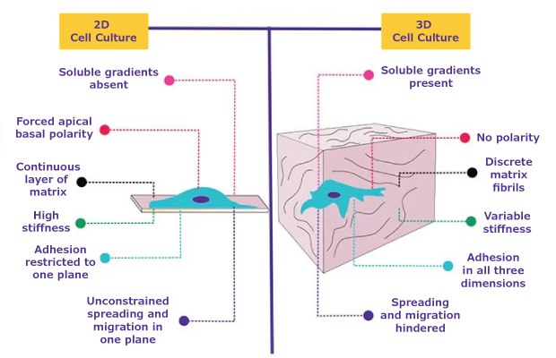 Hydrogels enable more biologically-relevant 3D cell culture Comparación del comportamiento de las células cultivadas en 2D frente a 3D