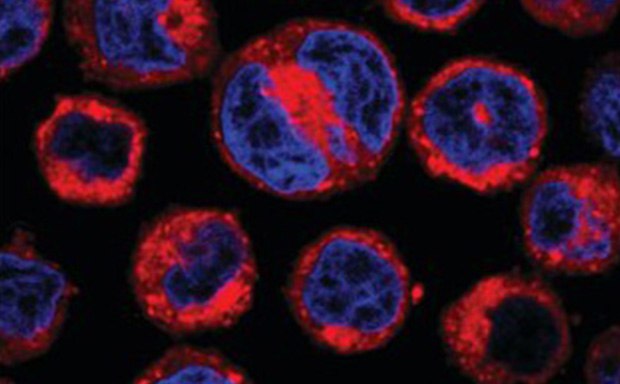 Live U937 cells stained with CellVue® Claret Far Red Fluorescent Dye and DAPI Live U937 cells stained with CellVue® Claret Far Red Fluorescent Dye and DAPI