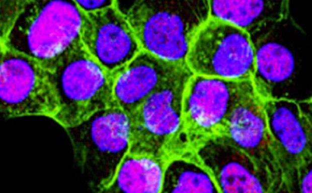 Mammalian Cells from Cell Lines Mammalian Cell Lines