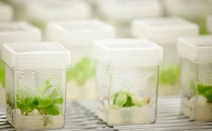 Plant culture media for plant cell, tissue, and organ culturing.