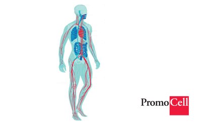 PromoCell® Human Primary Cell Culture Muestra una visión clara del corazón, las arterias y las venas en colores azul y rojo, que representan las vías de la sangre oxigenada y desoxigenada, respectivamente.