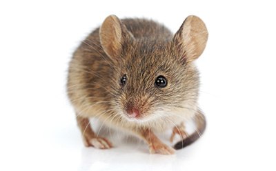 Mouse Embryo Media A brown mouse against a white background.