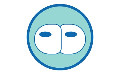 Illustration of two round cells with blue nuclei, enclosed in a blue circle, representing the 2-cell stage of embryonic development. Illustration of two round cells with blue nuclei, enclosed in a blue circle, representing the 2-cell stage of embryonic development.