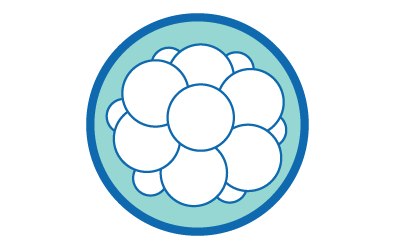 Illustration of a cluster of small, round cells enclosed in a blue circle, representing a morula. Illustration of a cluster of small, round cells enclosed in a blue circle, representing a morula.