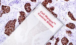 Cell Marque™ control slides for IHC staining Micrografía de tinción IHC de un portaobjetos de control Cell Marque™
