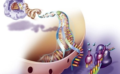 Amino acid recombined Ilustración de un ribosoma desplazándose a lo largo del ARNm para incorporar los aminoácidos en un polipéptido.