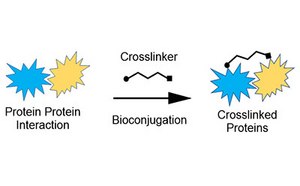 La imagen representa un diagrama bioqu&iacute;mico colorido que ilustra el proceso de bioconjugaci&oacute;n donde dos formas azules puntiagudas etiquetadas como &quot;Protein Protein Interaction (Interacci&oacute;n prote&iacute;na prote&iacute;na)&quot; se transforman en una forma de &quot;prote&iacute;nas reticuladas&quot; por la acci&oacute;n de un &quot;reticulante&quot;.