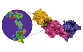 Modelo tridimensional de una estructura co-cristalina con la PROTAC en verde unida a la diana, en amarillo, y la ubiquitina E3, en rosa, para la degradación dirigida de la proteína. Modelo tridimensional de una estructura co-cristalina con la PROTAC en verde unida a la diana, en amarillo, y la ubiquitina E3, en rosa, para la degradación dirigida de la proteína.