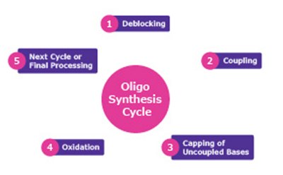 Ciclo de s&iacute;ntesis de oligo A