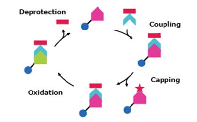 Ciclo de s&iacute;ntesis de oligo B