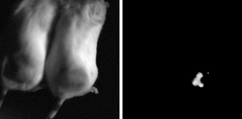 Luciferase-specific siRNA treated animals and non-targeting siRNA treated control animal Photographs of fluorescently glowing, Luciferase-specific siRNA treated animals and non-glowing non-targeting siRNA treated control animal showing the effectiveness of in-vivo-quality siRNA in delivering luciferase