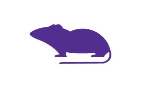 Rata