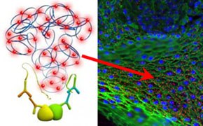Tecnología de ensayo de ligadura de proximidad (PLA) Duolink® A la izquierda, un diagrama representa estructuras proteicas con interacciones en rojo y azul. A la derecha, una imagen de microscopia fluorescente muestra un paisaje celular con núcleos teñidos de azul y estructuras citoplásmicas verdes, destacando las interacciones proteína-proteína indicadas con una flecha roja.