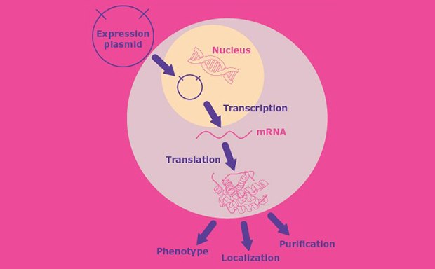 Molecular Cloning and Protein Expression Diagrama circular que representa un mapa plasmídico con varios elementos marcados. Arriba, hay un segmento en azul oscuro con la etiqueta en inglés “promotor CMV”, seguido de un segmento naranja marcado como “hGh polyA.”. A su derecha, se observa un segmento amarillo, donde se indica “origen SV40”. Debajo de este, a la derecha del círculo, hay un segmento verde marcado como “amp^r”, lo que indica resistencia a la ampicilina. Abajo, a la izquierda, hay otra etiqueta de resistencia a los antibióticos, “amp^k”, en rojo. Hay otros dos segmentos, uno marcado como “f1 origin” en azul claro a la izquierda y otro marcado como “pBR322 origin”, abajo en el centro. El título, arriba, dice “‘MCS Regions Shown Below” («A continuación se muestran las regiones del MCS»), lo que indica que estos son múltiples sitios de clonación dentro del plásmido utilizado para propósitos de ingeniería genética.