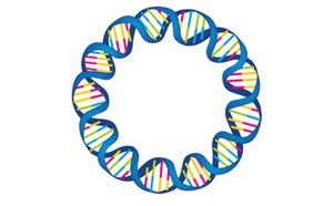 Hebra de ADN plasmídico circular, que muestra la estructura de doble hélice con colores alternos que representan los pares de bases.