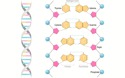 Diagram of DNA highlighting gene specificity components Ilustración de la ubicación y la estructura de la doble hélice del ADN que resalta los componentes donde se alberga la especificidad génica de cada ser vivo.