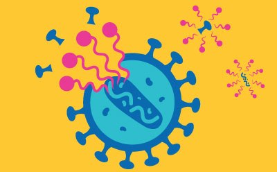 Viral Inactivation Representación estilizada de un virus. El virus se muestra como un gran círculo azul con una sección interior azul más clara, rodeado de protrusiones puntiagudas. Se observan formas coloridas de color rosa y morado, que representan partículas víricas o proteínas y que emanan del virus contra un fondo amarillo brillante.