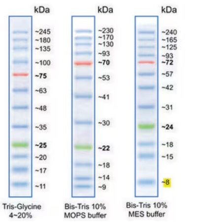 BLUeye Prestained Protein Ladder La escalera de proteínas preteñidas BLUeye tiene 12 bandas de 11, 17, 20, 25, 35,48, 63, 75, 100, 135, 180 y 245 kDa. Se suministra en un tampón de carga de gel e incluye una banda de referencia verde y otra roja para permitir una identificación más fácil.