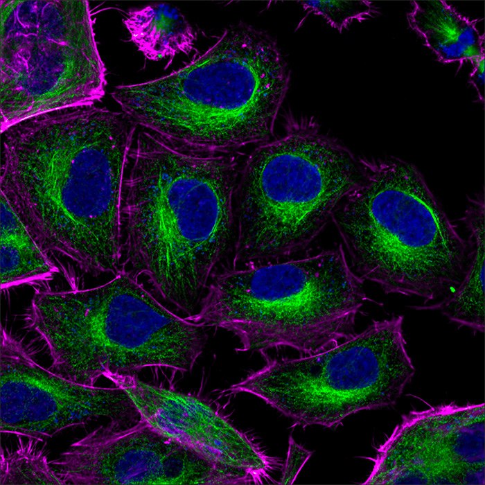 CF™ dye labeled antibodies Células HeLa teñidas con anticuerpo secundario anti-tubulina de ratón y CF488A anti-ratón de cabra (microtúbulos, verde). Los filamentos de actina se tiñen con CF640R faloidina (púrpura). Los núcleos se contratiñen con DAPI (azul).