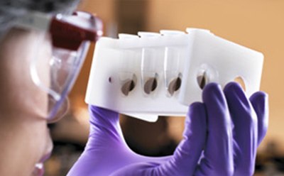 Magnetic beads for protein purification Microesferas magnéticas para purificación de proteínas