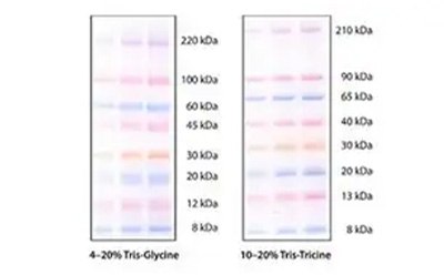 mPAGE color protein standards Patrones de proteínas en color mPAGE™ para SDS-PAGE y aplicaciones de transferencia Western.
