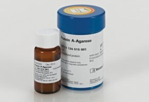 En primer plano hay una pequeña botella de vidrio marrón con una etiqueta blanca que indica &quot;Protein A-Agarose&quot;. Detrás de esta botella hay un recipiente de plástico más grande de color azul con una etiqueta blanca que indica &quot;Protein A-Agarose&quot;.