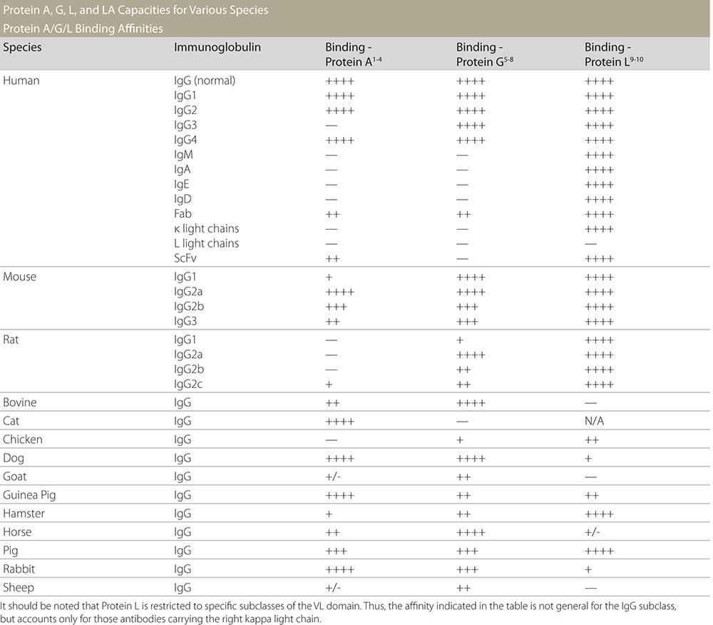 Protein A, G, and L Binding Capacities for Various Species Tabla que muestra las afinidades/capacidades de unión de varias especies para las proteínas A, G y L.
